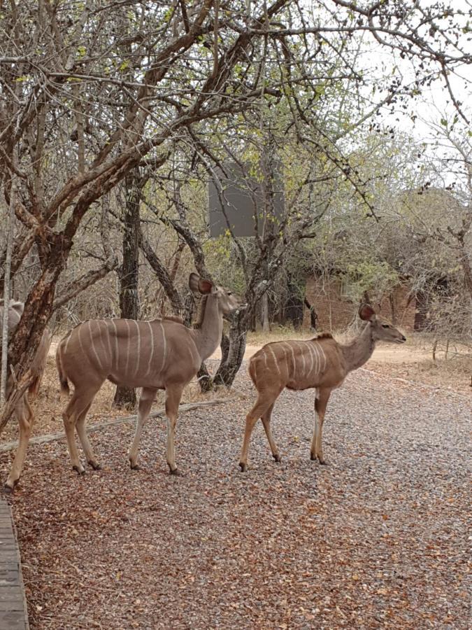 Luvivane Luxury Villa Marloth Park Exterior photo